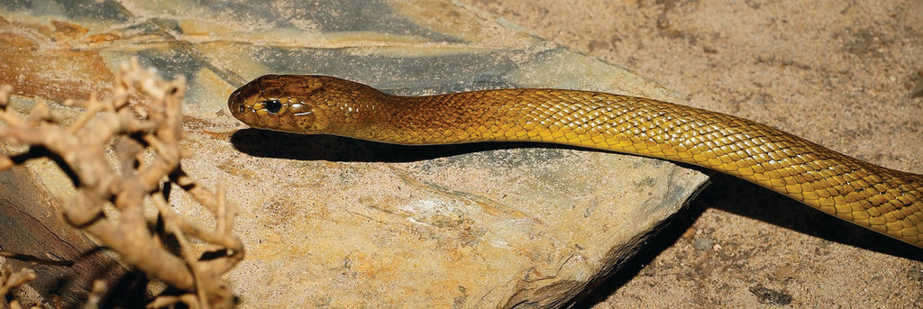 Best Snake Gaiters for Hiking in Australia